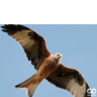 گونه کورکور حنایی Red Kite